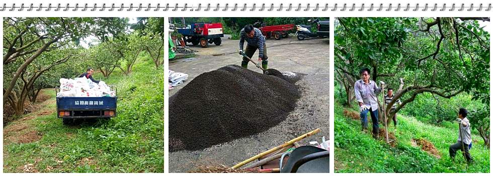 海源農場~苗栗西湖文旦柚