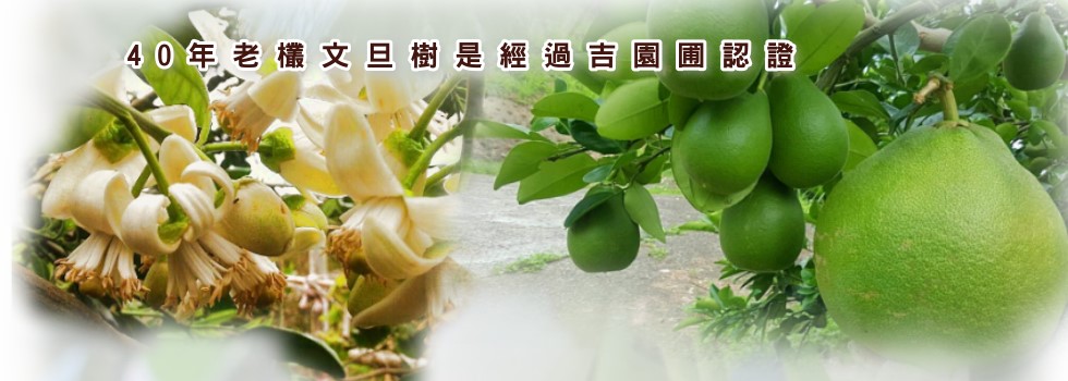 海源農場~苗栗西湖文旦柚