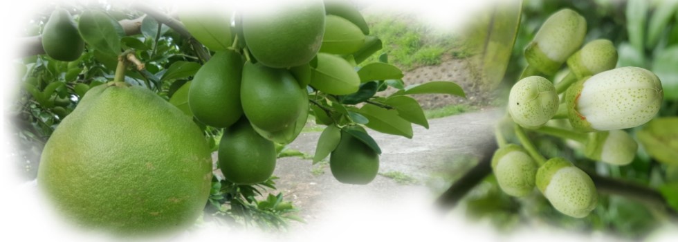 海源農場~苗栗西湖文旦柚